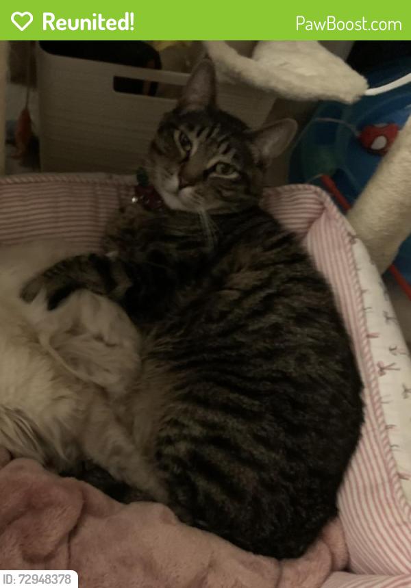 Reunited Male Cat last seen Mount Vernon Life Care Center, Mount Vernon, WA 98274