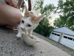 Found/Stray Male Cat last seen Jefferson St NE, Blaine, MN 55434