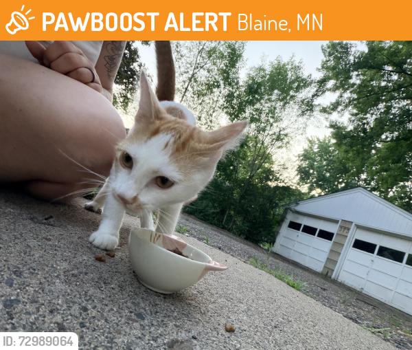 Found/Stray Male Cat last seen Jefferson St NE, Blaine, MN 55434