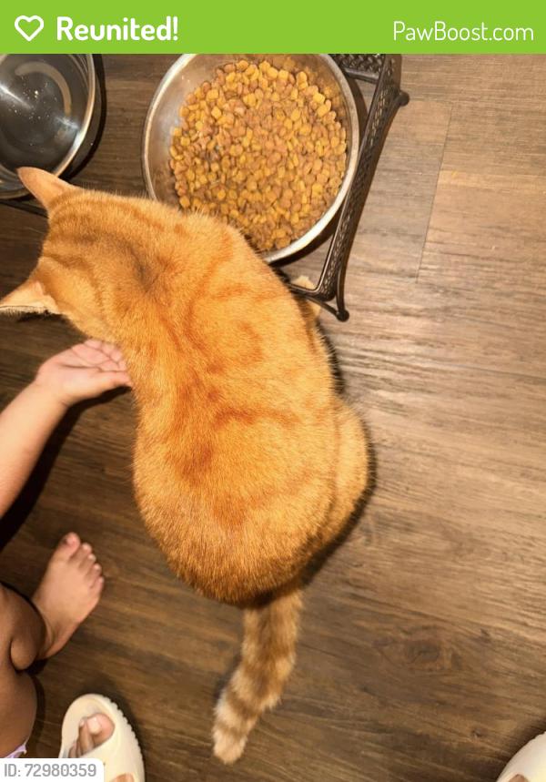 Reunited Female Cat last seen Rancho Grande/Channelview , Channelview, TX 77530