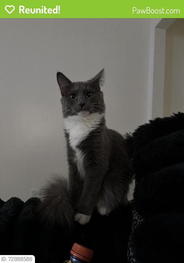 Reunited Female Cat last seen hamiliton place , Cohoes, NY 12047