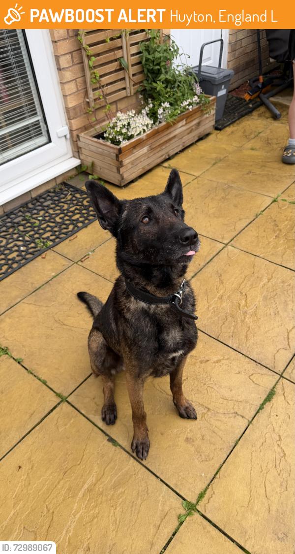 Found/Stray Male Dog last seen Hillside Avenue, Huyton, England L36