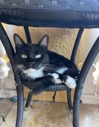 Lost Female Cat last seen 99th st nw , Bradenton, FL 34209
