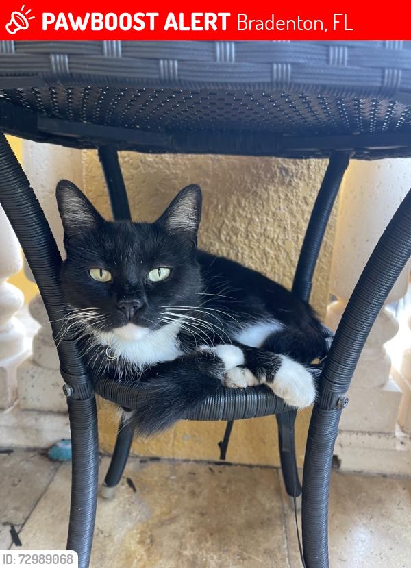 Lost Female Cat last seen 99th st nw , Bradenton, FL 34209