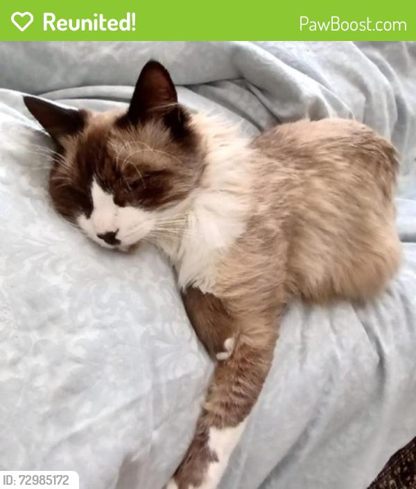 Reunited Male Cat last seen KSM, Centurion, GP 0051