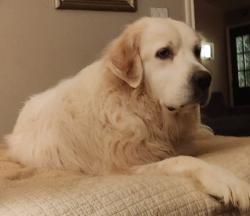 Lost Female Dog last seen Near , Johnson County, TX 76031