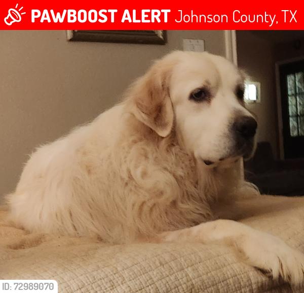 Lost Female Dog last seen Near , Johnson County, TX 76031
