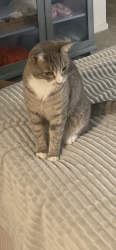 Lost Male Cat last seen Near police station, Middleborough, MA 02346
