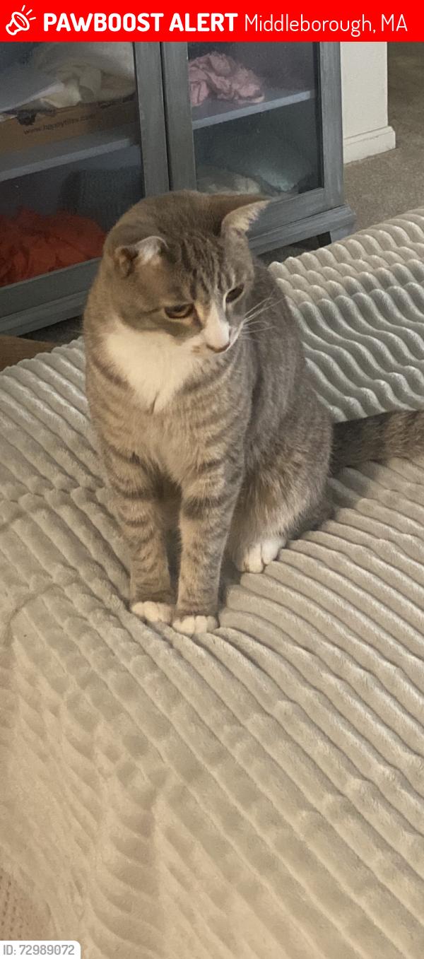 Lost Male Cat last seen Near police station, Middleborough, MA 02346