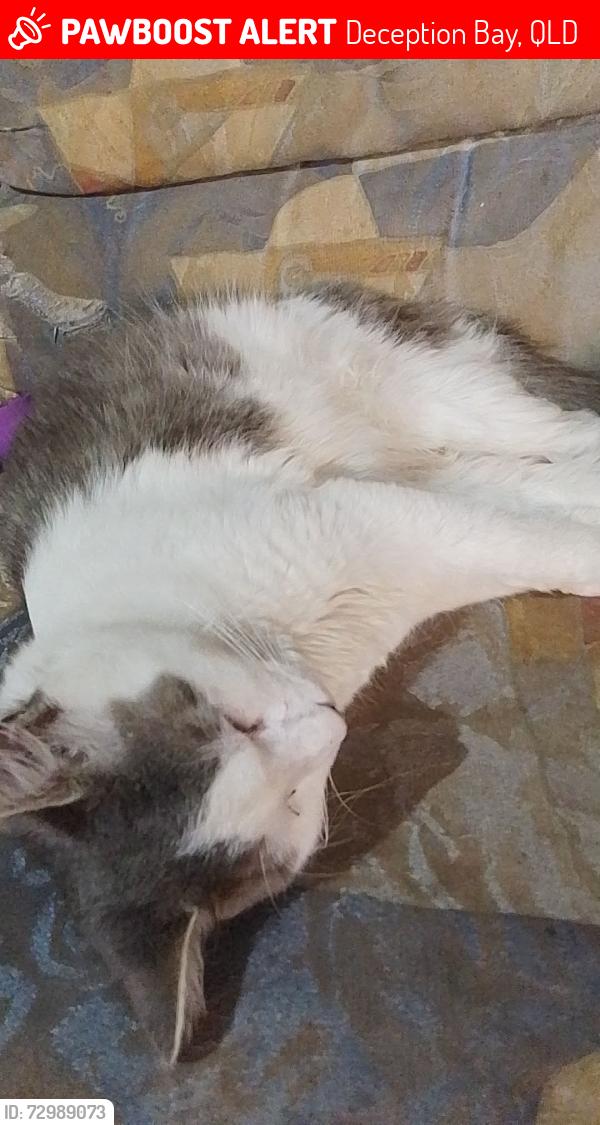 Lost Male Cat last seen Janison court deception bay , Deception Bay, QLD 4508