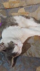 Lost Male Cat last seen Janison court deception bay , Deception Bay, QLD 4508