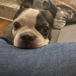 Reunited Female Dog last seen Peachtree Road , Rock Hill, SC 29730