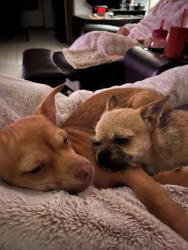 Reunited Female Dog last seen Gibson and n wenas, Yakima County, WA 98942