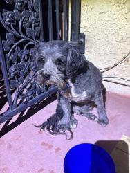 Found/Stray Male Dog last seen Craig and Decatur , North Las Vegas, NV 89032