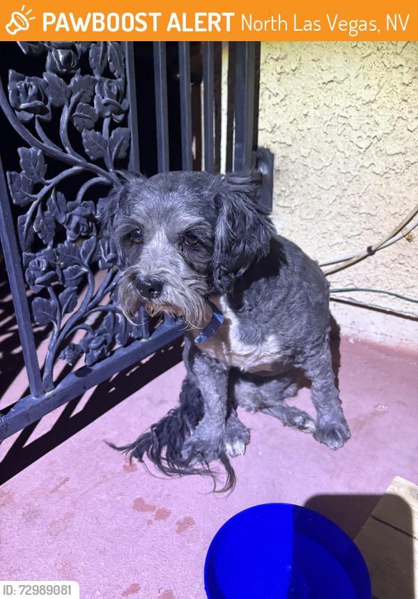 Found/Stray Male Dog last seen Craig and Decatur , North Las Vegas, NV 89032