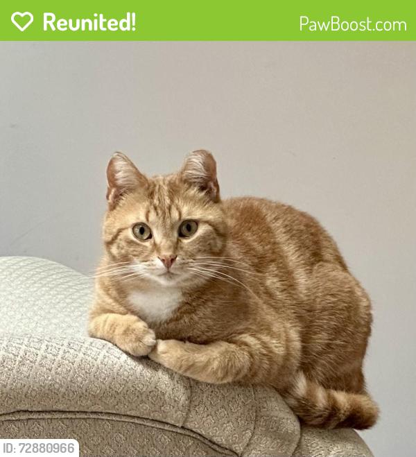 Reunited Male Cat last seen Near Cassidy Hill Rd., coventry, CT 06238, Coventry, CT 06238