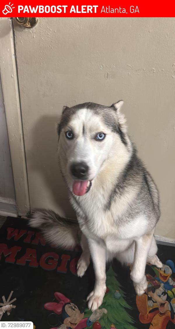 Lost Female Dog last seen Pleasantdale rd, regal vista midwood apartaments , school Pleasantdale elementary , Atlanta, GA 30340