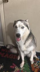 Lost Female Dog last seen Pleasantdale rd, regal vista midwood apartaments , school Pleasantdale elementary , Atlanta, GA 30340