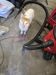Found/Stray Male Cat last seen Dort hwy, Flint, MI 48506
