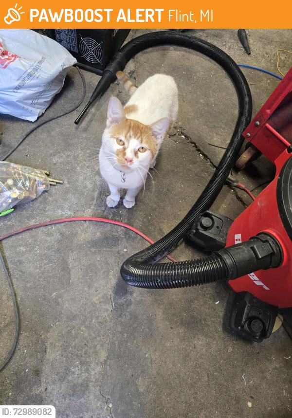 Found/Stray Male Cat last seen Dort hwy, Flint, MI 48506