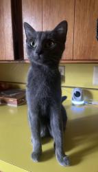 Lost Female Cat last seen Near creek street, Webster, NY 14580