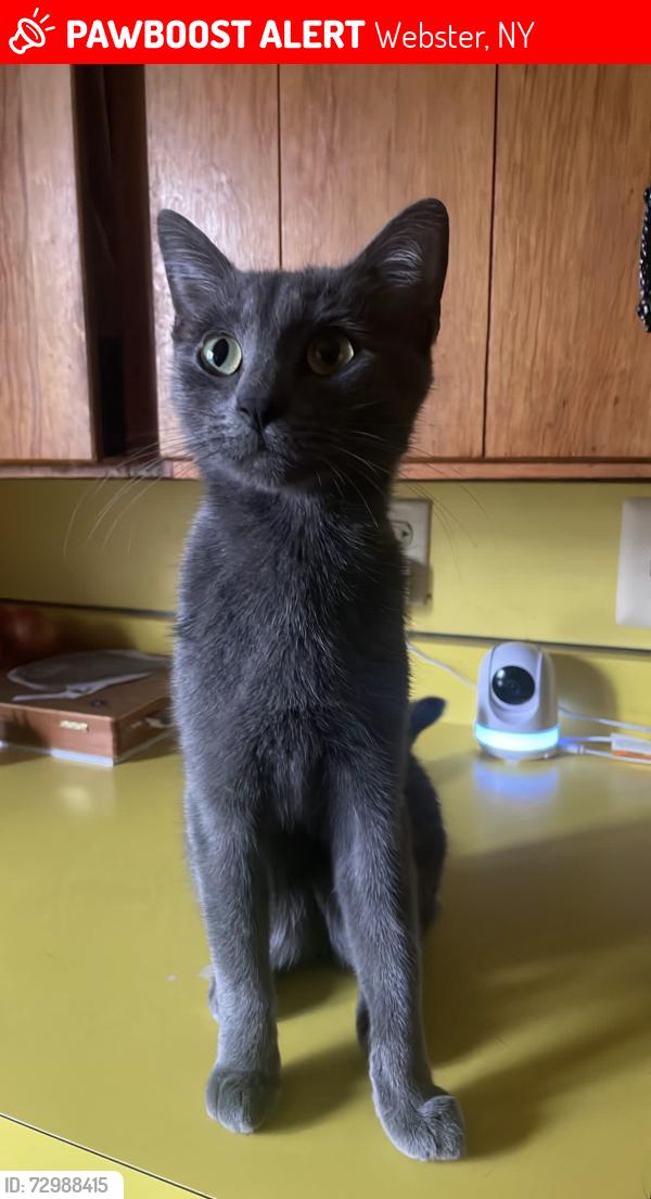Lost Female Cat last seen Near creek street, Webster, NY 14580