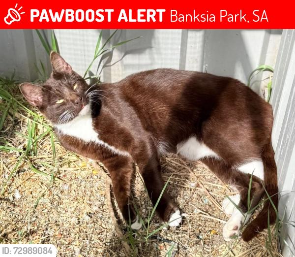 Lost Male Cat last seen Linton street Banksia Park, Banksia Park, SA 5091