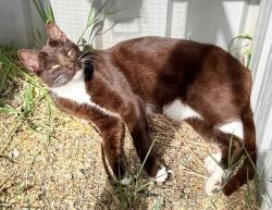 Lost Male Cat last seen Linton street Banksia Park, Banksia Park, SA 5091