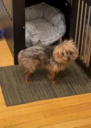 Reunited Male Dog last seen Buddy got out the hse this morning through the garage. Now we can’t find him. Please help., Warren, MI 48091