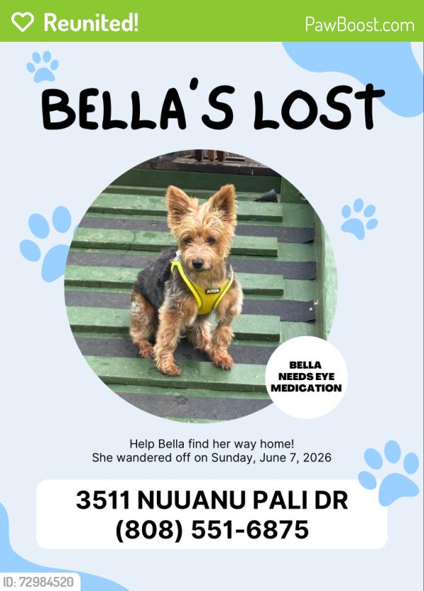 Reunited Female Dog last seen Nuuanu Pali Drive, Honolulu, HI 96817