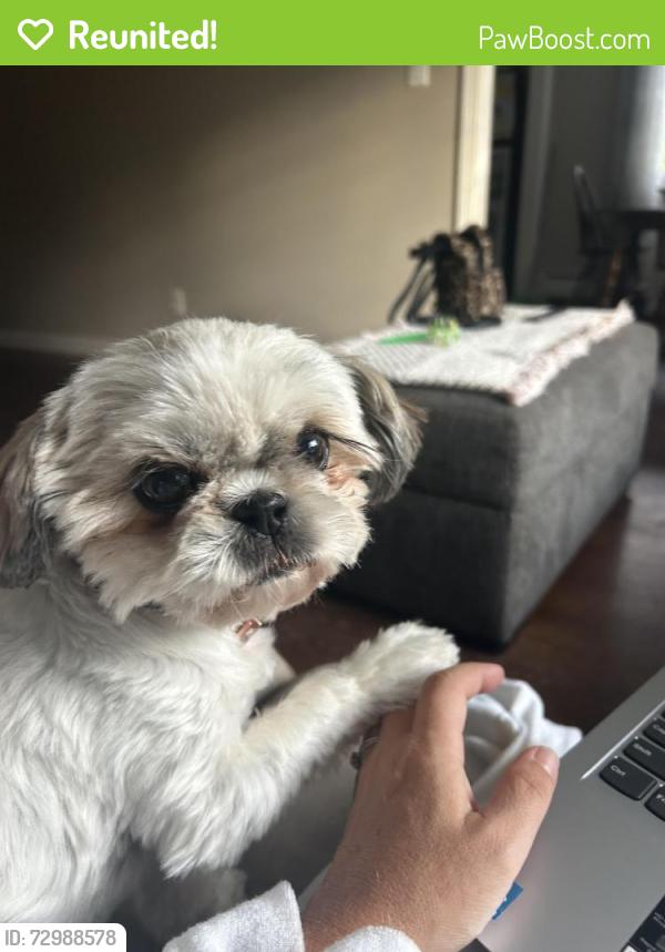Reunited Female Dog last seen Culver and turner , North Haven, CT 06473