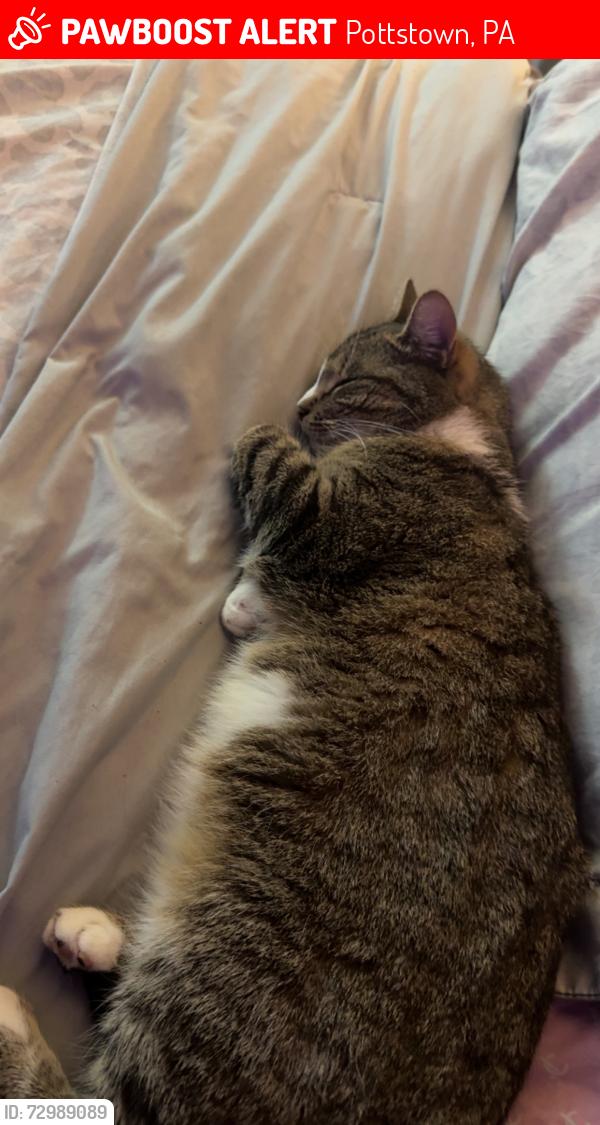 Lost Male Cat last seen chestnut street , Pottstown, PA 19464