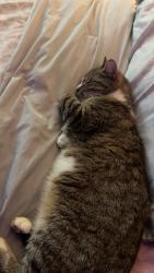 Lost Male Cat last seen chestnut street , Pottstown, PA 19464
