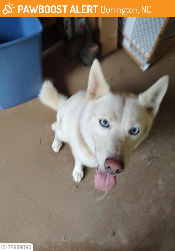Found/Stray Male Dog last seen Near and 49, Burlington, NC 27216