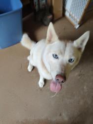 Found/Stray Male Dog last seen Near and 49, Burlington, NC 27216