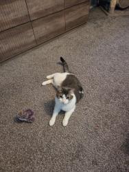 Lost Female Cat last seen Hidden Valley Amherst, OH, Amherst, OH 44001