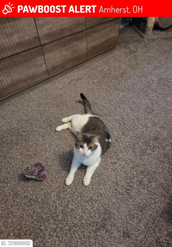 Lost Female Cat last seen Hidden Valley Amherst, OH, Amherst, OH 44001