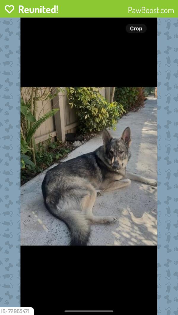 Reunited Female Dog last seen Orange River Blvd/ Buell Rd, Fort Myers, FL 33905