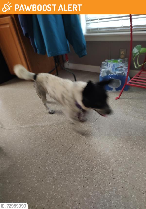 Found/Stray Male Dog last seen Hwy 119 and 49 Northwest of Burlington nc, Alamance County, NC 27217