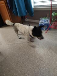 Found/Stray Male Dog last seen Hwy 119 and 49 Northwest of Burlington nc, Alamance County, NC 27217