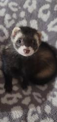 Lost Female Ferret last seen Raleigh Street between Eckford Ave and Albert Rd , Queens, NY 11417