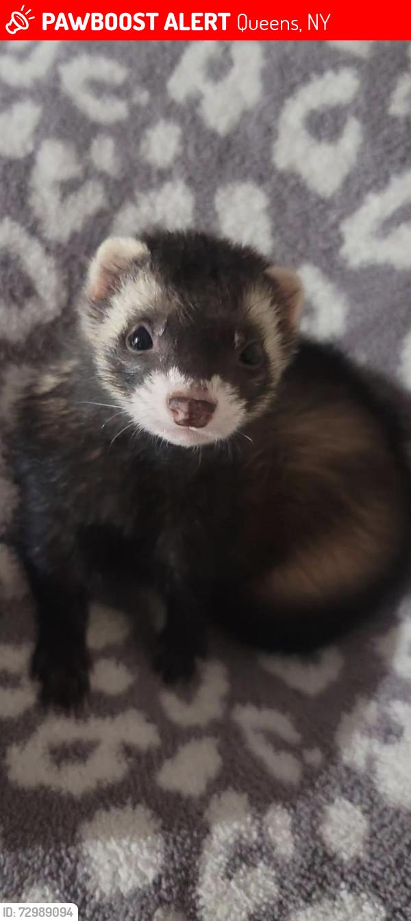Lost Female Ferret last seen Raleigh Street between Eckford Ave and Albert Rd , Queens, NY 11417