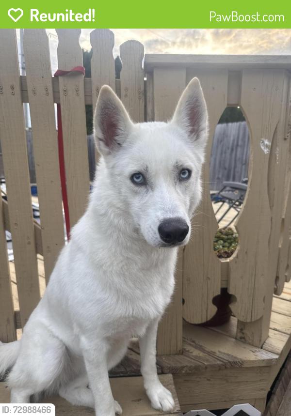 Reunited Female Dog last seen Urban Air, Rohrerstown Road, Good Drive, Lancaster, PA 17601