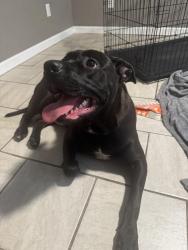 Reunited Female Dog last seen On the fly gas station, Charleroi, PA 15022