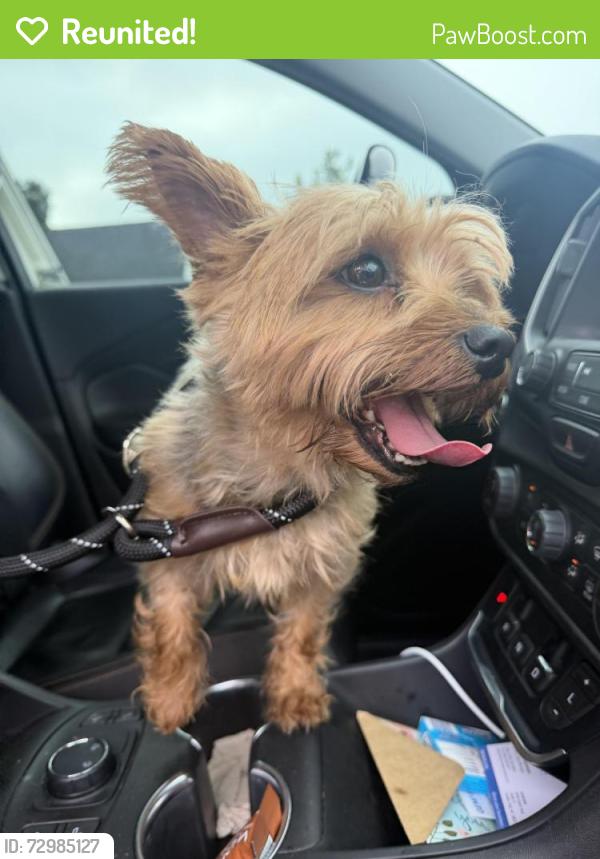 Reunited Male Dog last seen Hemby Commons & Indian Trail Fairview, Hemby Bridge, NC 28079