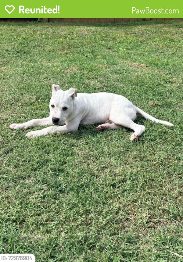 Reunited Male Dog last seen Franklin LimeStone and Forge Circle, Nashville, TN 37217