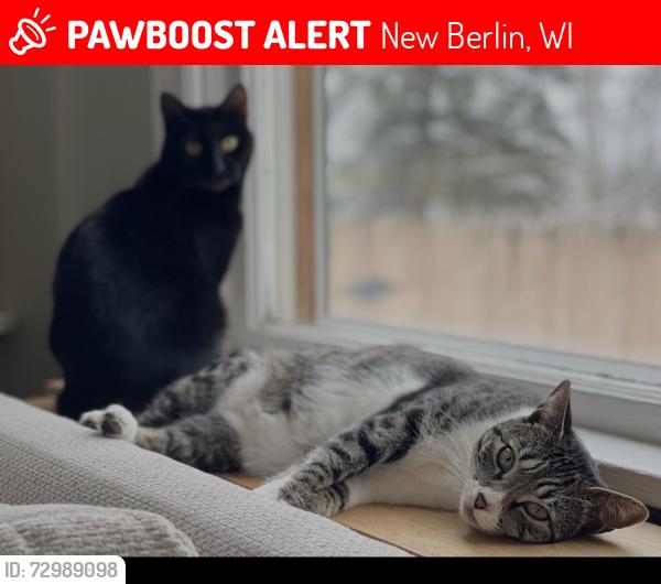 Lost Female Cat last seen Crowbar rd and national rd , New Berlin, WI 53146