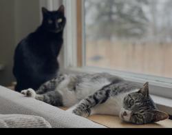 Lost Female Cat last seen Crowbar rd and national rd , New Berlin, WI 53146