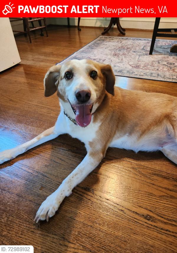 Lost Female Dog last seen Warwick Blvd and Main St, Newport News, VA 23601