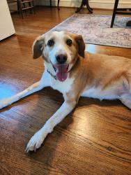Lost Female Dog last seen Warwick Blvd and Main St, Newport News, VA 23601